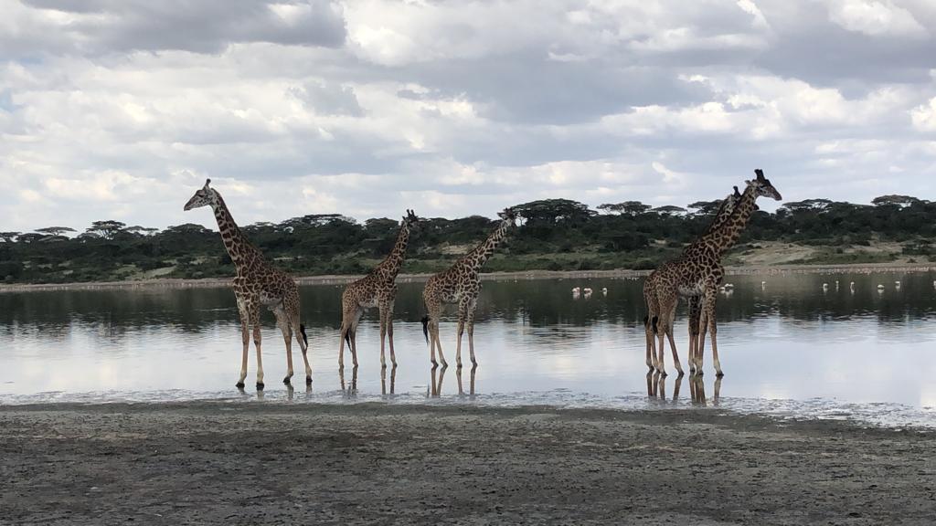 Tarangire Safari Rates and Expense Breakdown